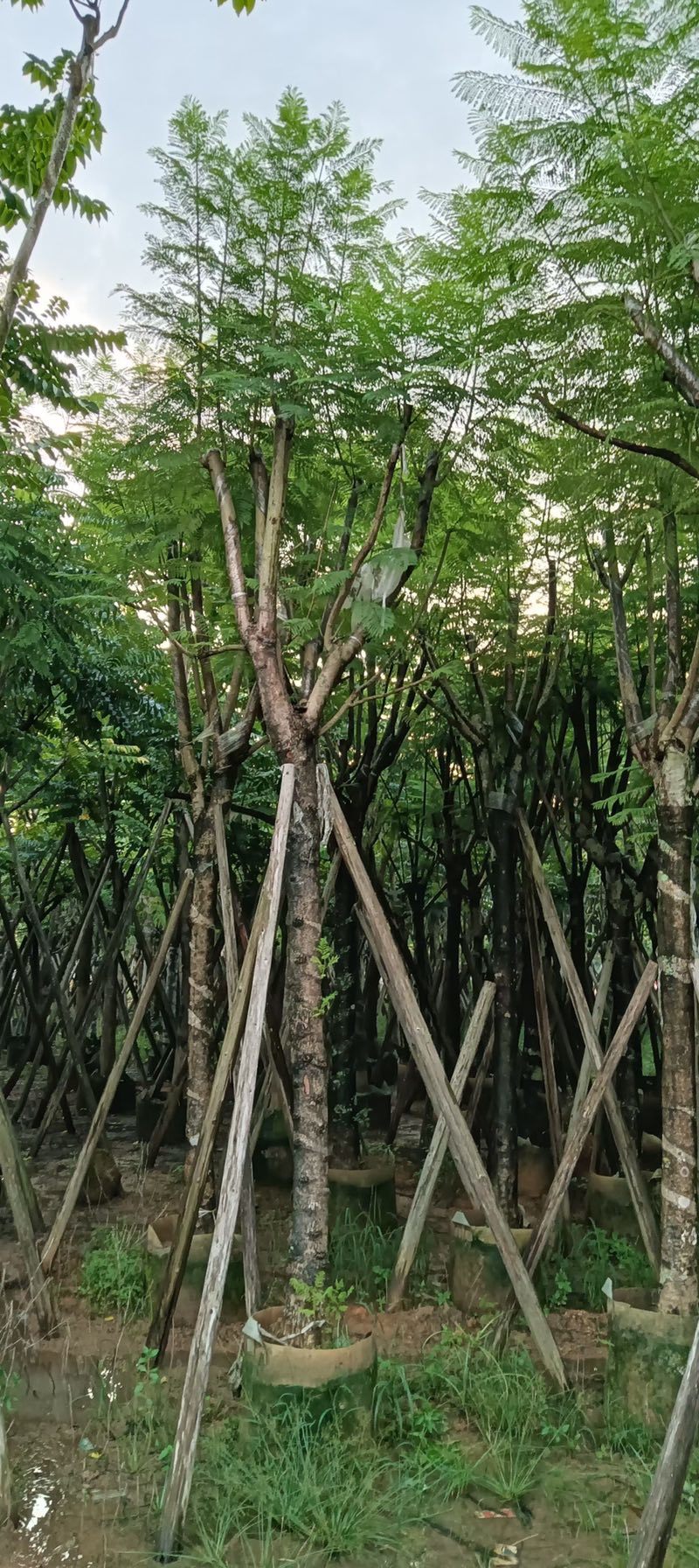 蓝花楹10至18公分广东普宁基地直供