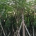 蓝花楹10至18公分广东普宁基地直供