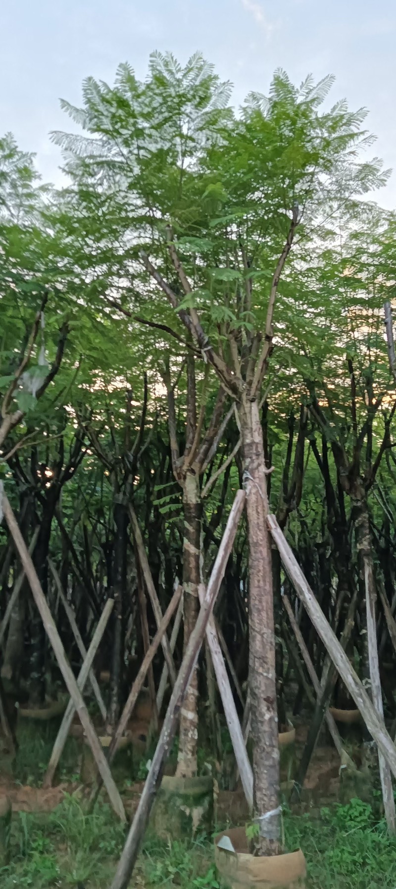 蓝花楹10至18公分广东普宁基地直供