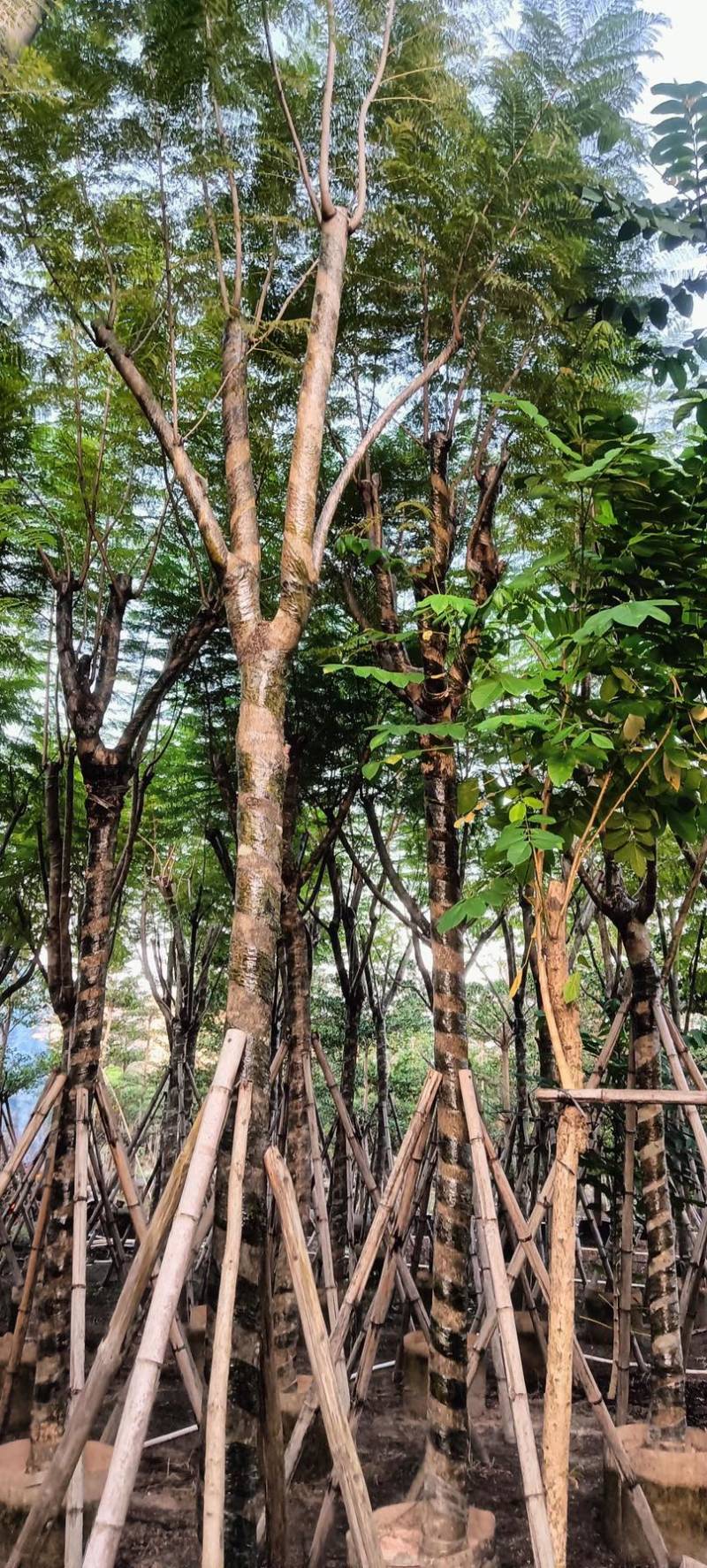 蓝花楹10至18公分广东普宁基地直供