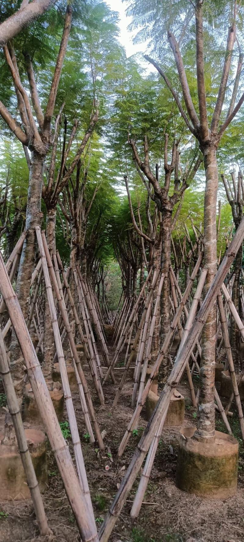 蓝花楹10至18公分广东普宁基地直供
