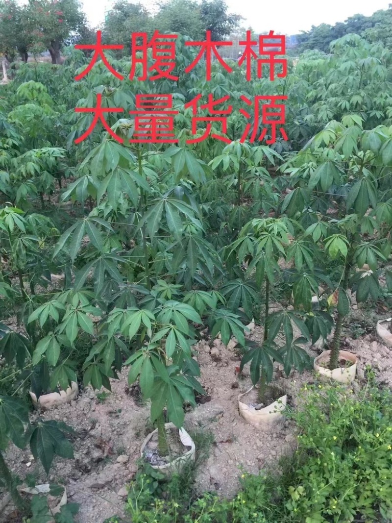 大腹木棉原生苗2、3、4、5、6分广东普宁基地直供