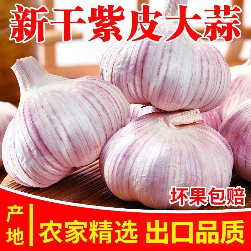 山东大蒜紫皮蒜/出口国内外市场/长年供应/全国发货