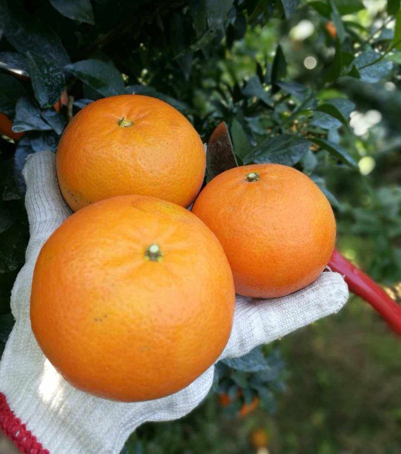 《沃柑》四川柑橘基地现摘现发新鲜供应可代发全国