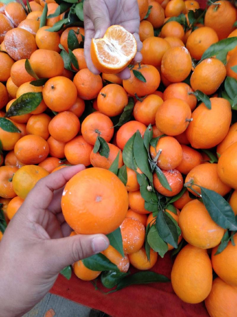《沃柑》四川柑橘基地现摘现发新鲜供应可代发全国