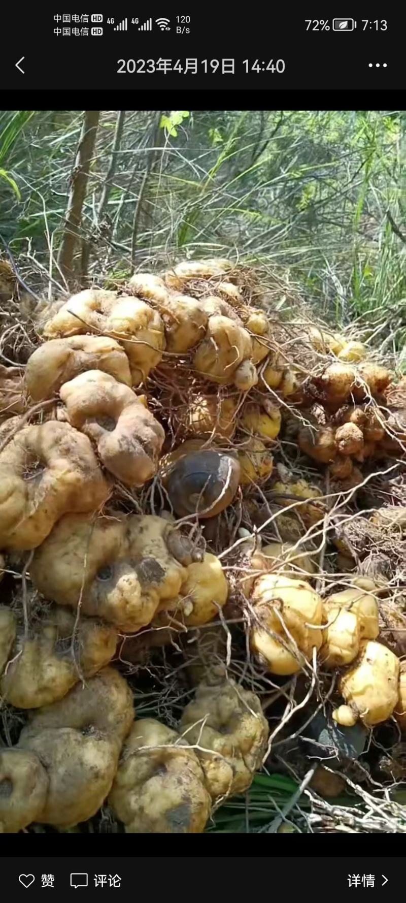 黄精苗多花黄精鸡头黄精种苗现挖新鲜