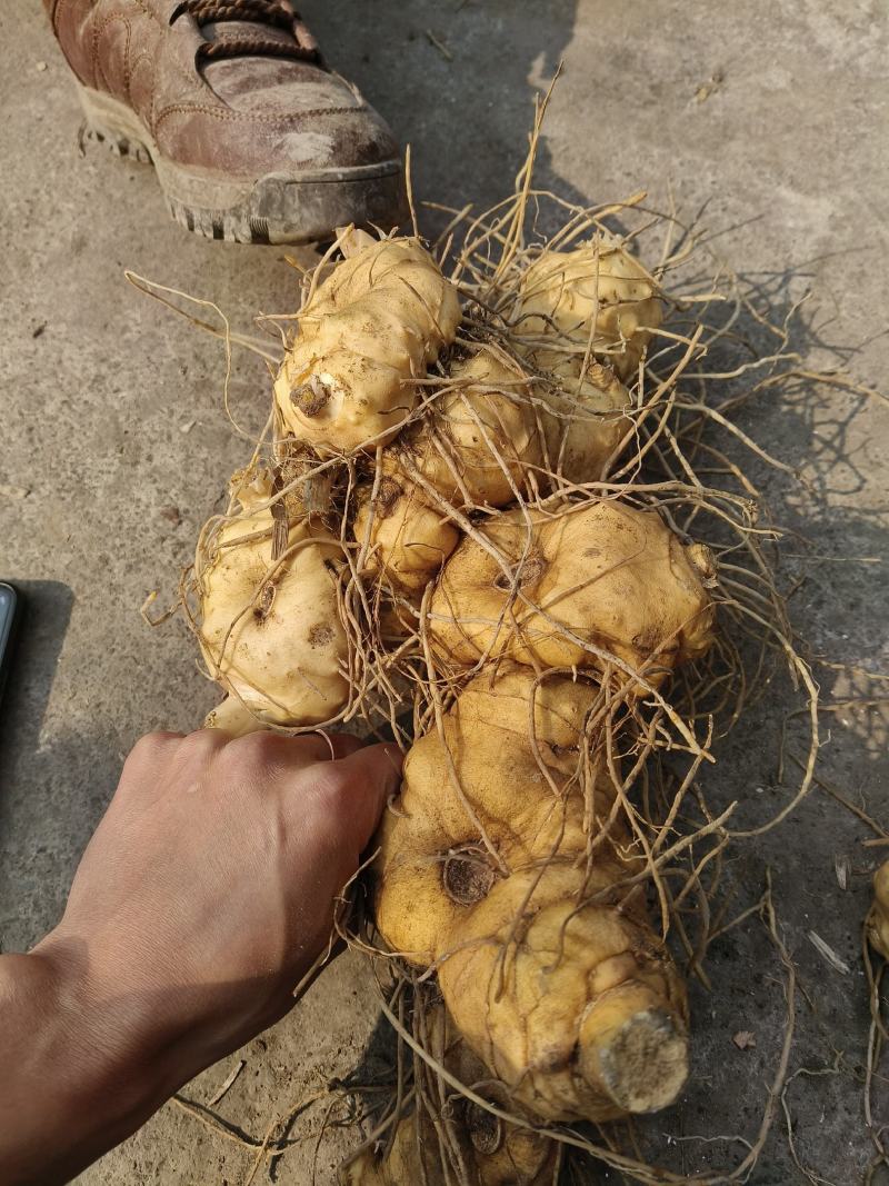 黄精苗多花黄精鸡头黄精种苗现挖新鲜