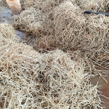精品鱼腥草，价格实惠质量保证，欢迎老板订购