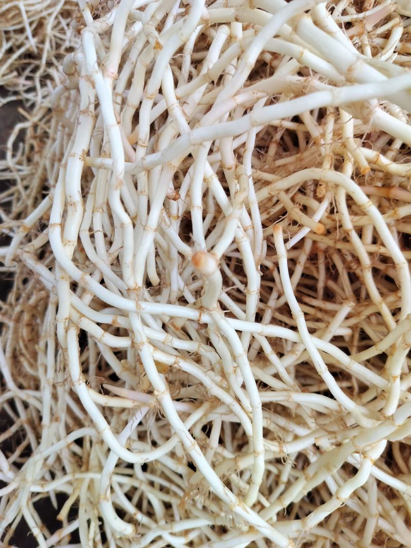 精品鱼腥草，价格实惠质量保证，欢迎老板订购