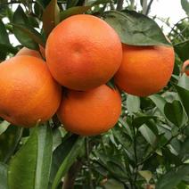 资中塔罗科血橙自产自销整车装货