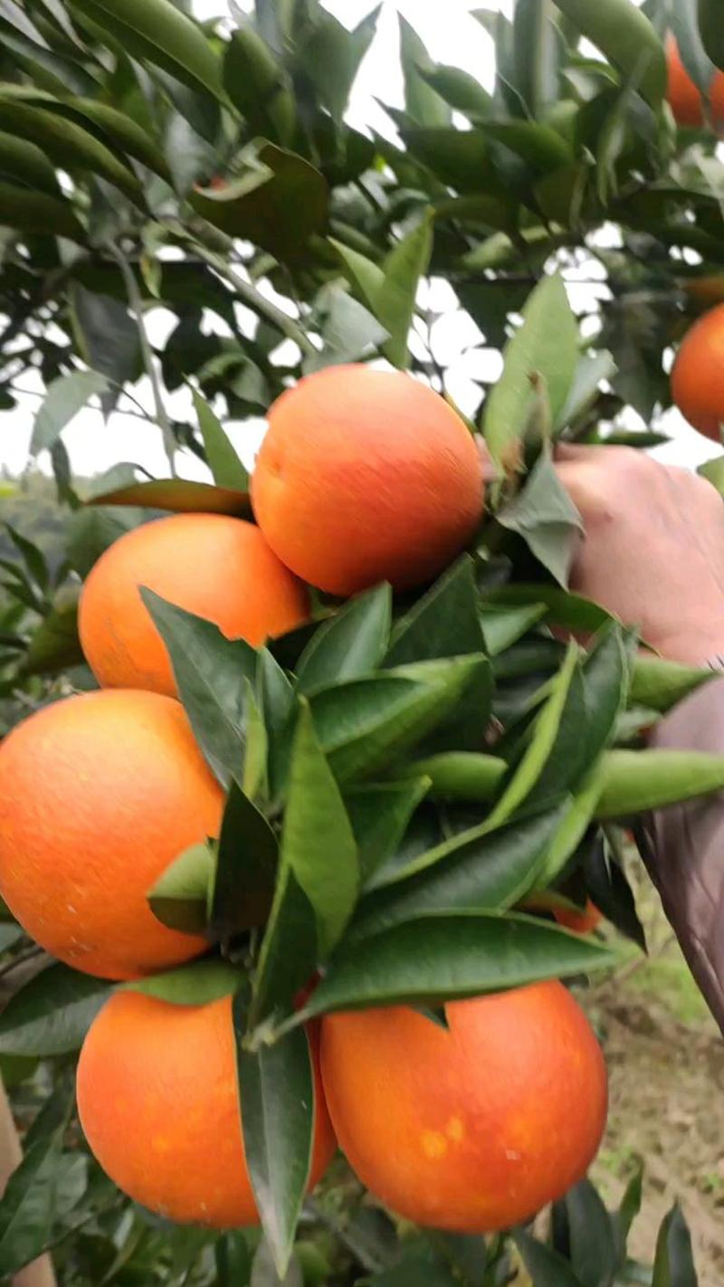 资中塔罗科血橙自产自销整车装货