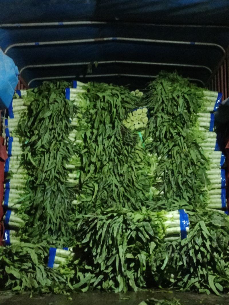 湖北当阳红叶莴笋，湖北精品红叶莴笋，专业原产地直发