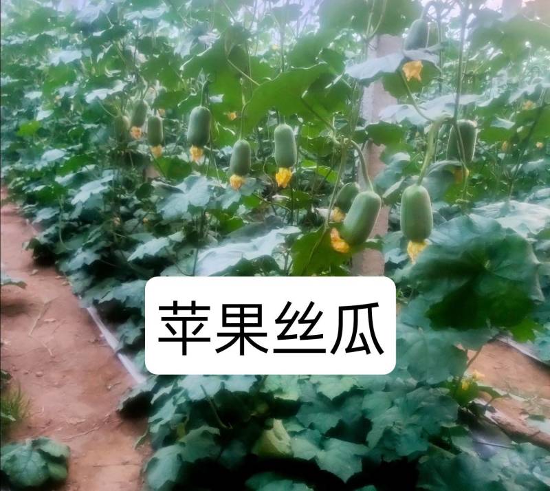 山东苹果丝瓜量大优惠产地直供欢迎来电咨询洽谈