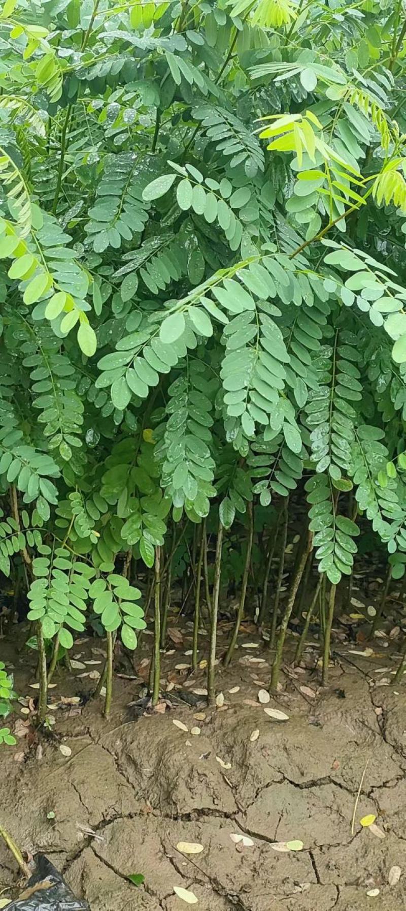 紫穗槐80~110厘米营养杯苗供应杯子12/13厘米