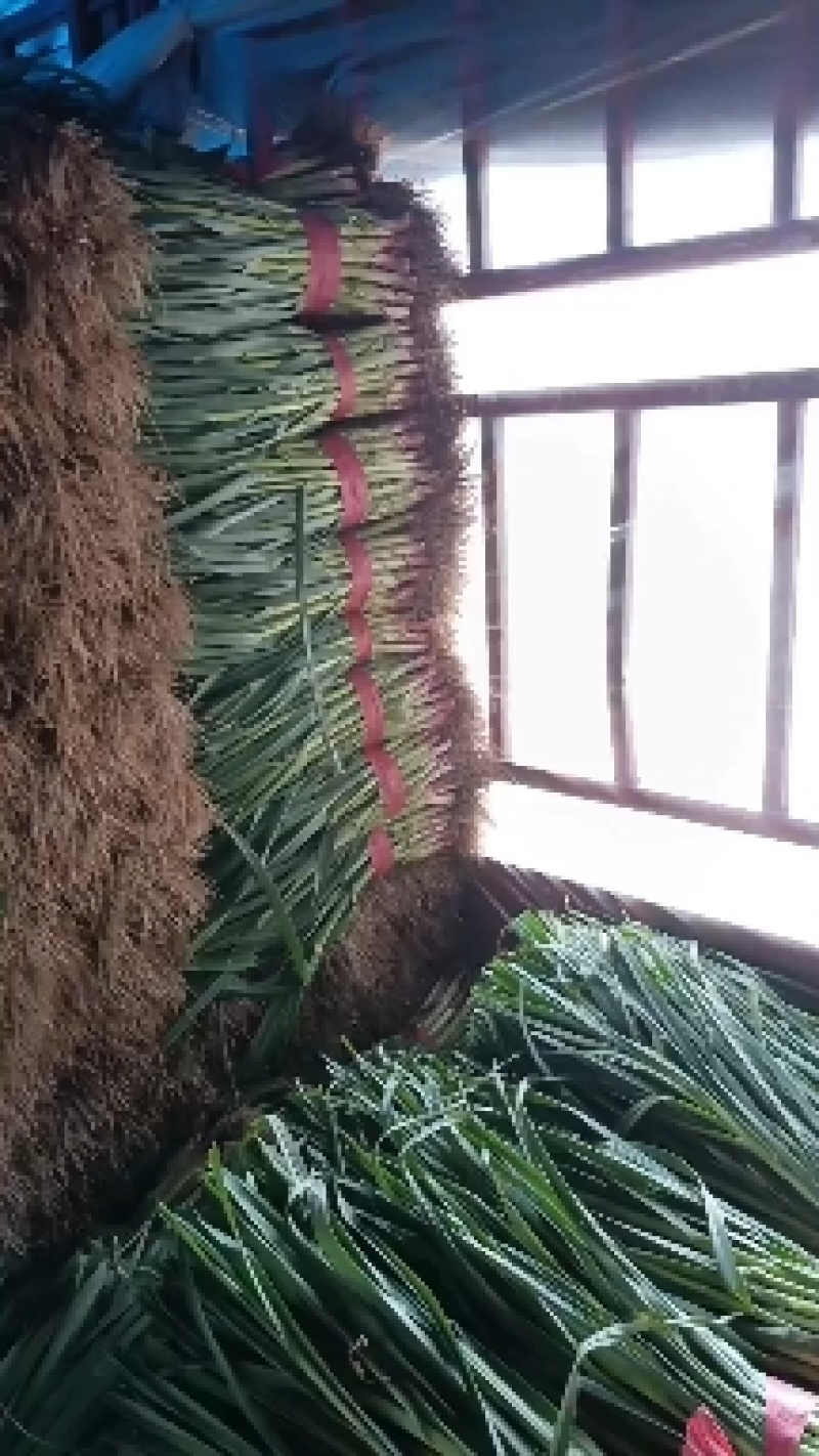 红根蒜苗/自产自销/可以实地考察/