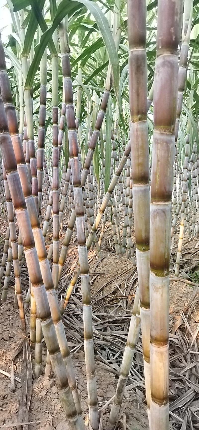 仙桃绿皮甘蔗批发
