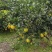 纽荷尔脐橙，果大味好，纯香甜可口，水果优选，欢迎订购