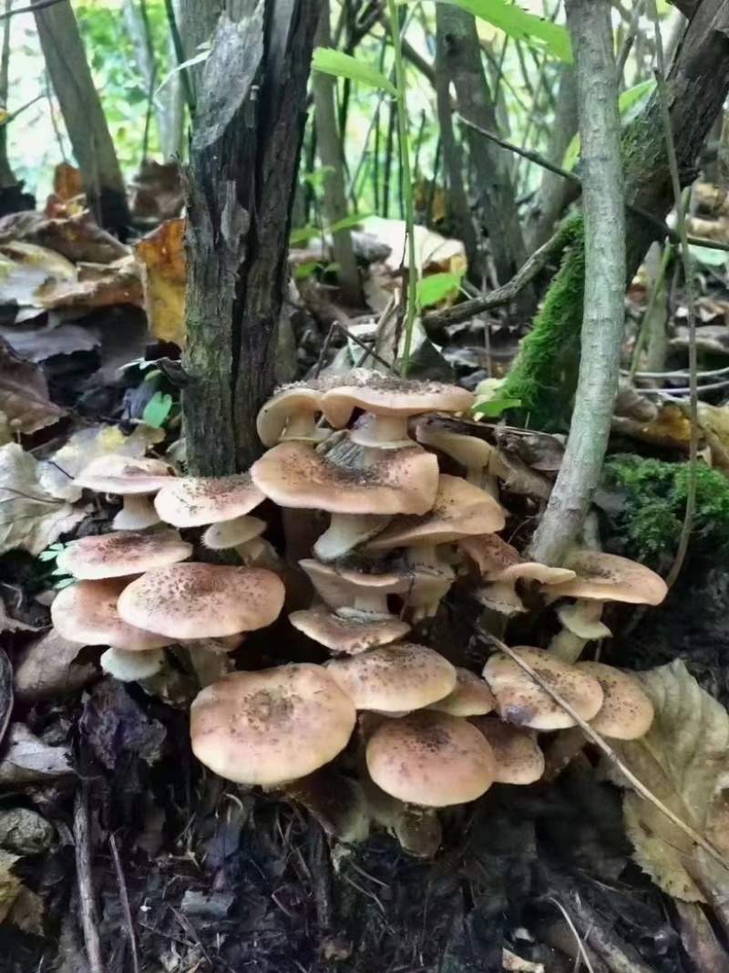 东北名菜小鸡炖蘑菇的榛蘑
