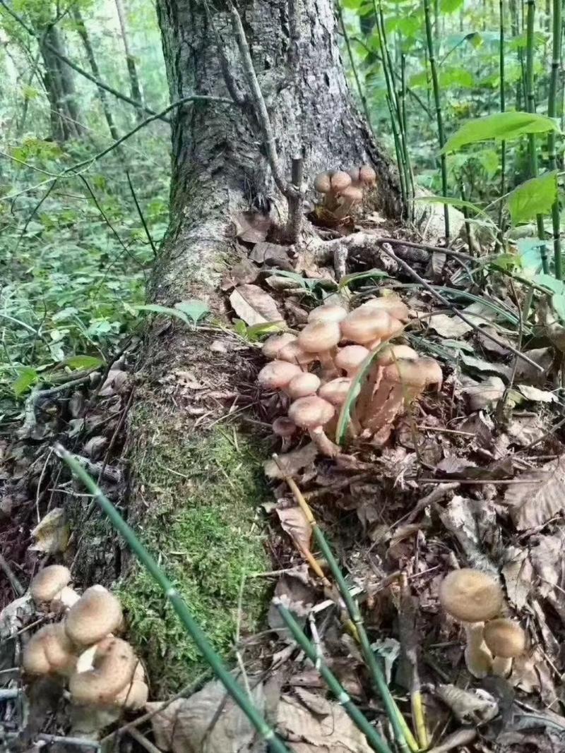 东北名菜小鸡炖蘑菇的榛蘑