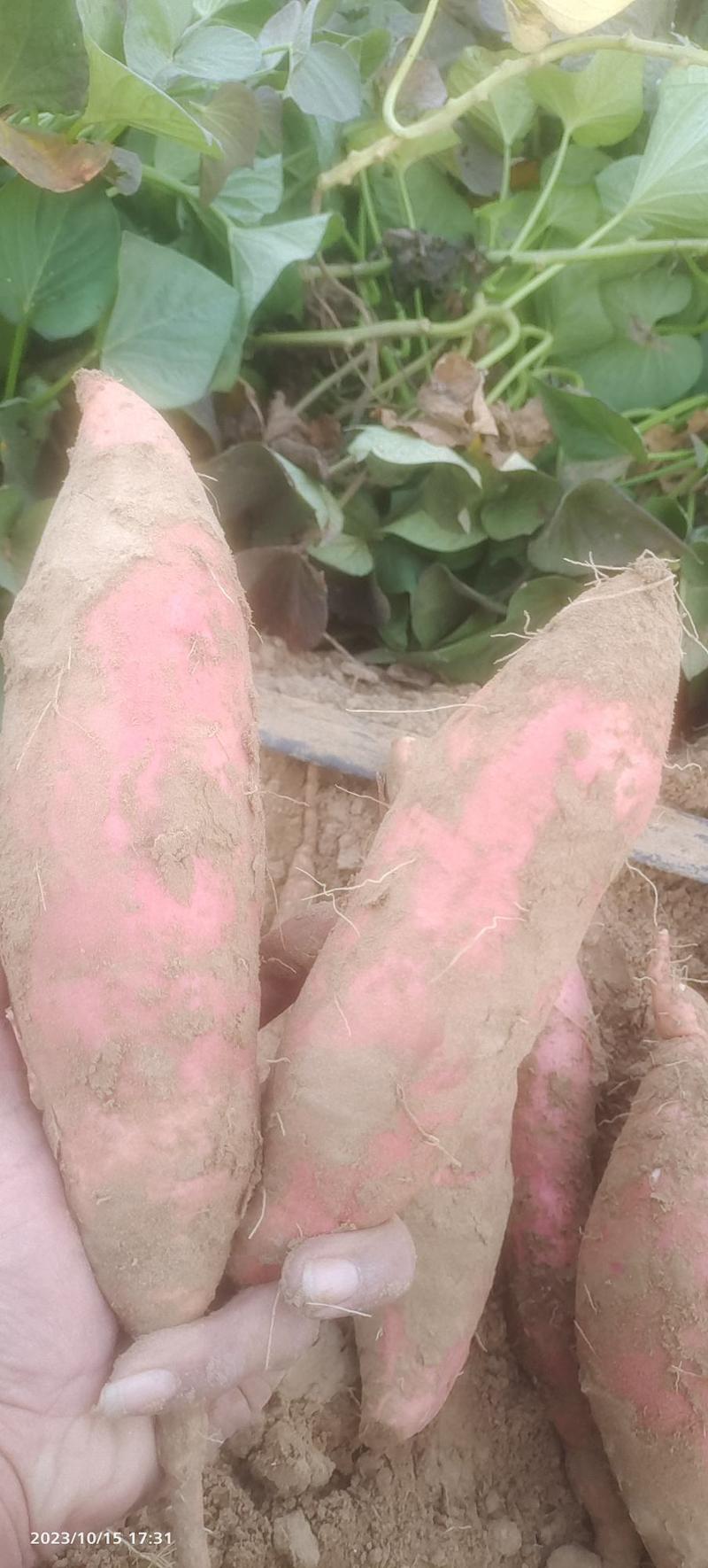 烟薯25红薯3两到一斤半，纯沙土种植精品。