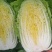 平度黄心白菜毛菜净菜一手货源大小车都可接