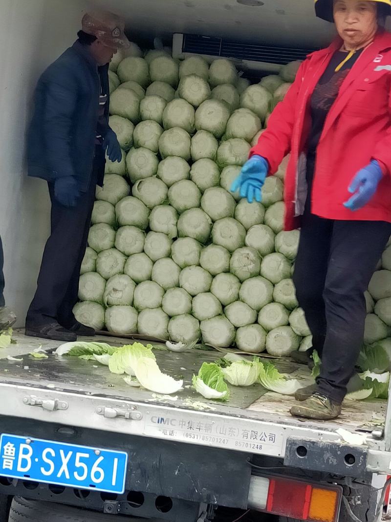 平度黄心白菜毛菜净菜一手货源大小车都可接