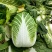平度黄心白菜毛菜净菜一手货源大小车都可接