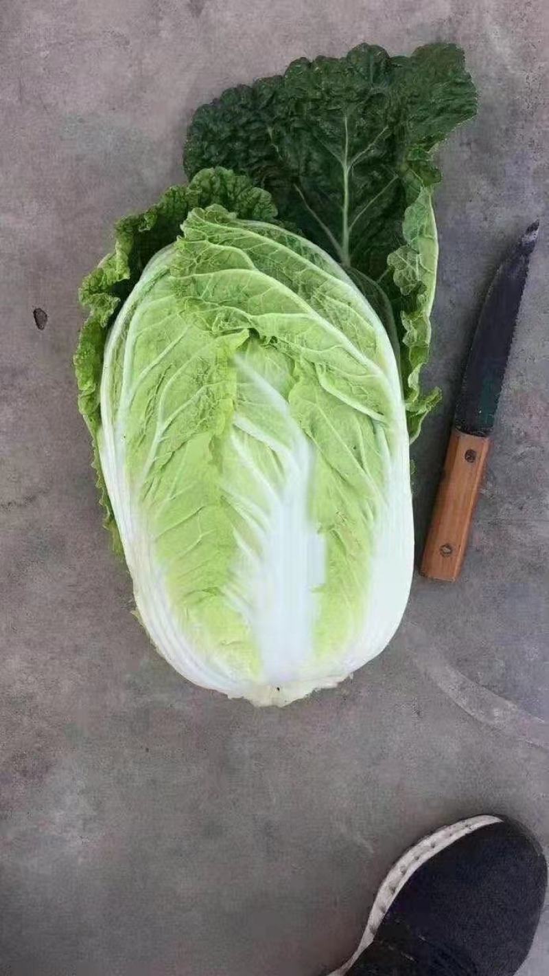 平度黄心白菜毛菜净菜一手货源大小车都可接