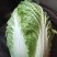 平度黄心白菜毛菜净菜一手货源大小车都可接