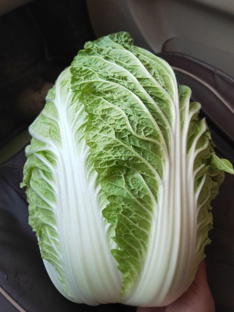 平度黄心白菜毛菜净菜一手货源大小车都可接