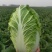 平度黄心白菜毛菜净菜一手货源大小车都可接