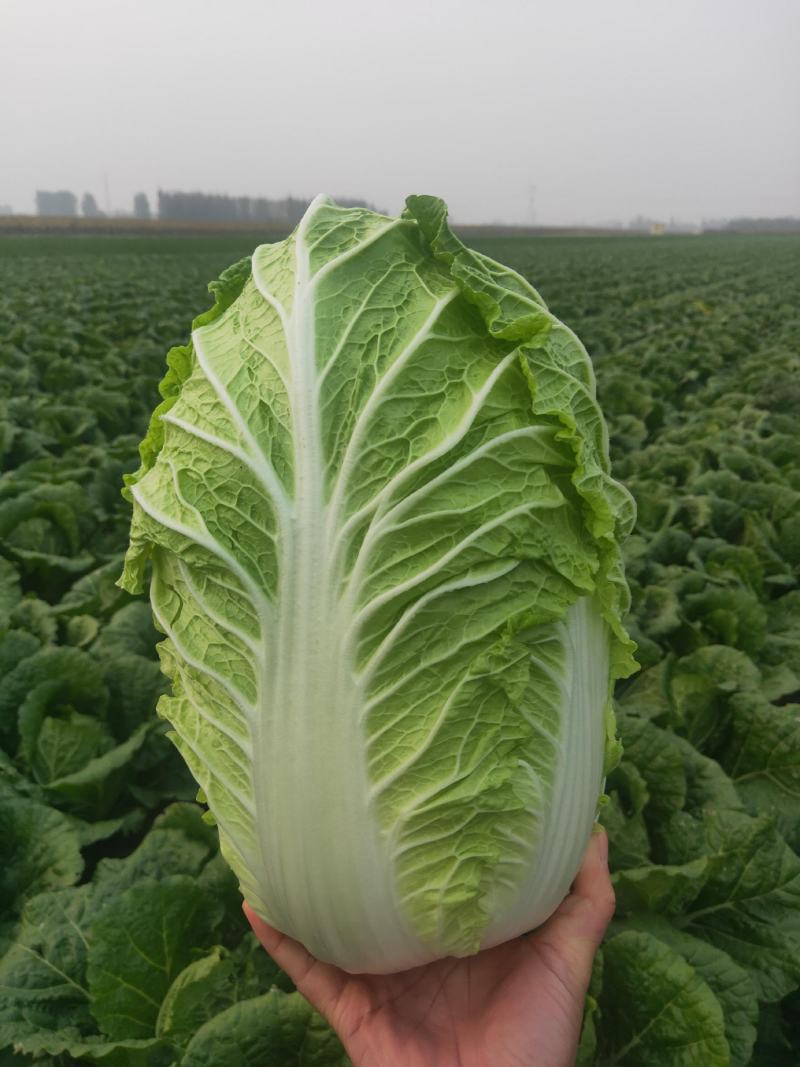 平度黄心白菜毛菜净菜一手货源大小车都可接