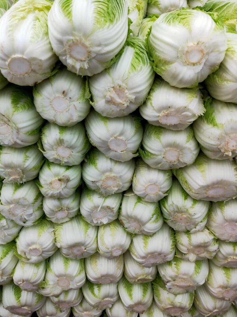 平度黄心白菜毛菜净菜一手货源大小车都可接