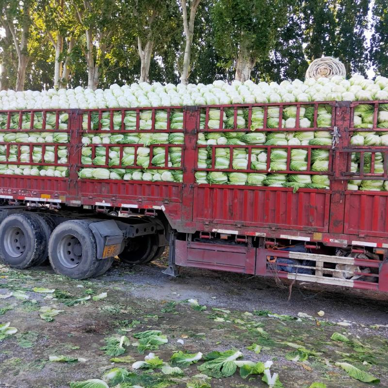 平度黄心白菜毛菜净菜一手货源大小车都可接