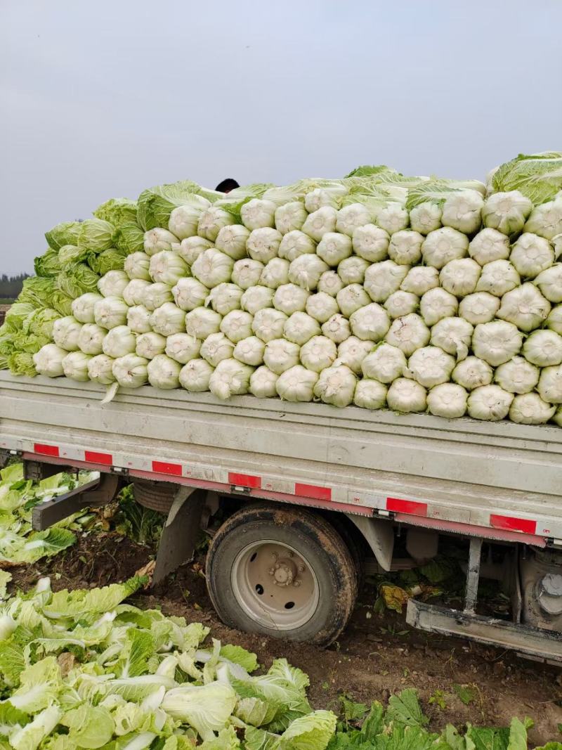 平度黄心白菜毛菜净菜一手货源大小车都可接