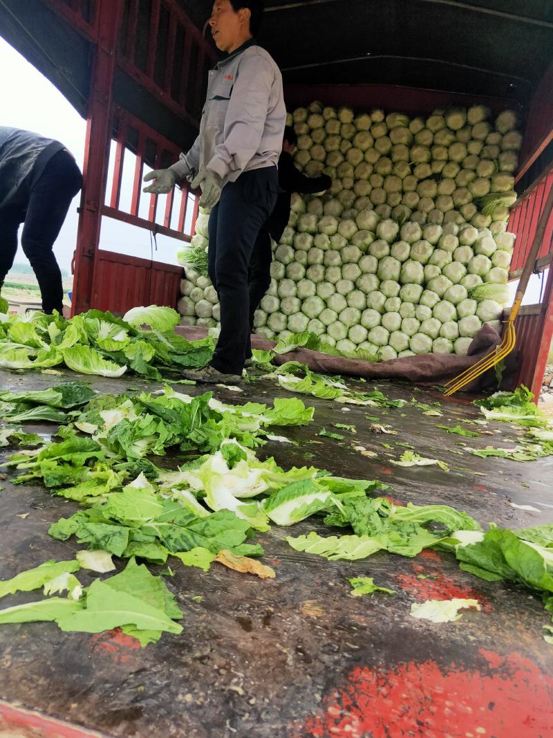 平度黄心白菜毛菜净菜一手货源大小车都可接