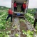 平度黄心白菜毛菜净菜一手货源大小车都可接