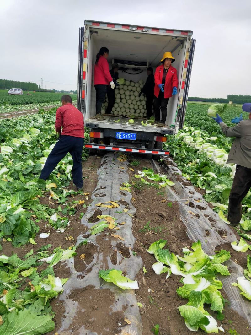 平度黄心白菜毛菜净菜一手货源大小车都可接