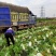 平度黄心白菜毛菜净菜一手货源大小车都可接
