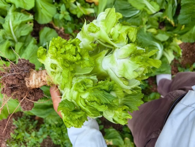 儿菜大量上市中儿菜和青菜都有现货