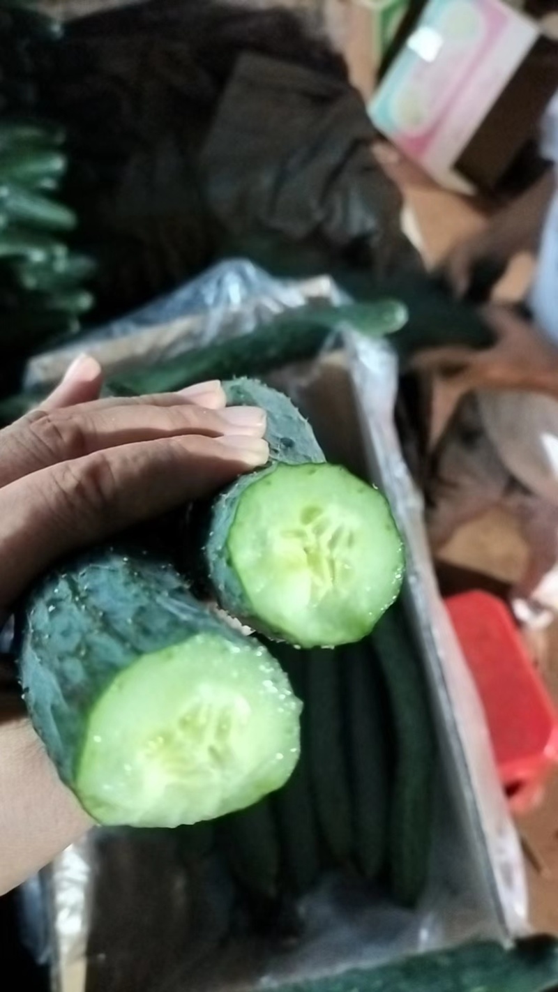 广东徐闻精品黄瓜，大量上市，全国发货，质量保证
