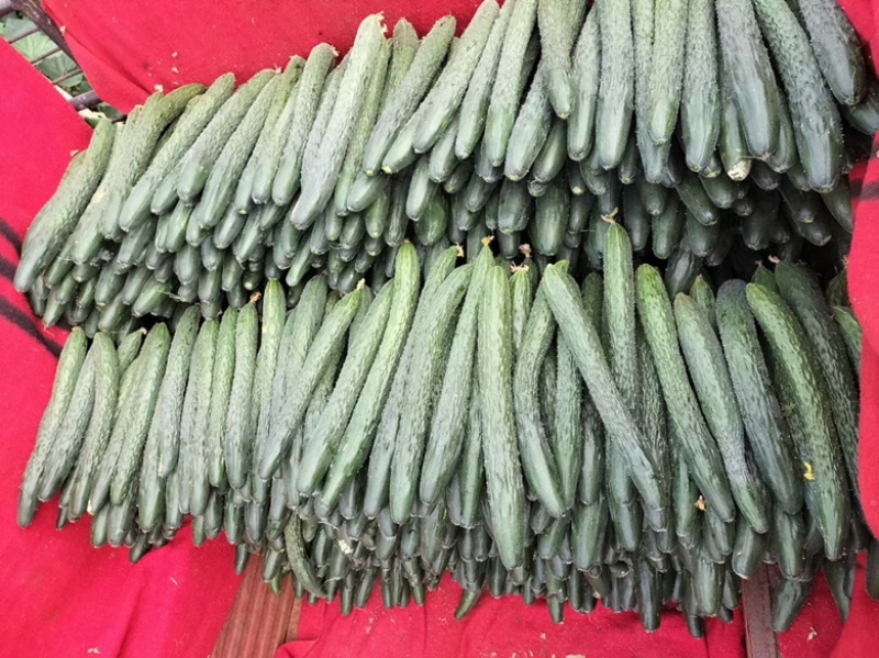 广东徐闻精品黄瓜，大量上市，全国发货，质量保证