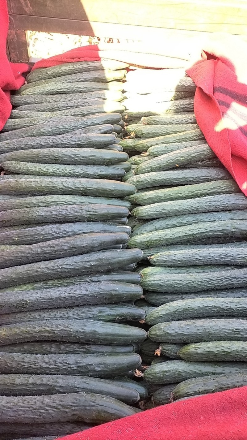 广东徐闻精品黄瓜，大量上市，全国发货，质量保证