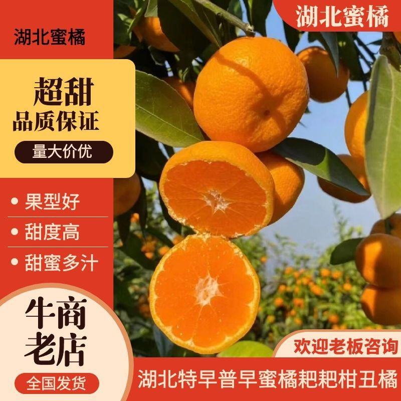 【推荐】湖北蜜橘，甜蜜多汁，一手货源，供应市场商超电商