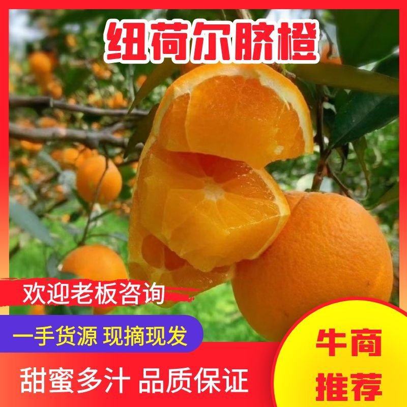 【推荐】湖北纽荷脐橙，甜蜜多汁，一手货源供应市场商超电商