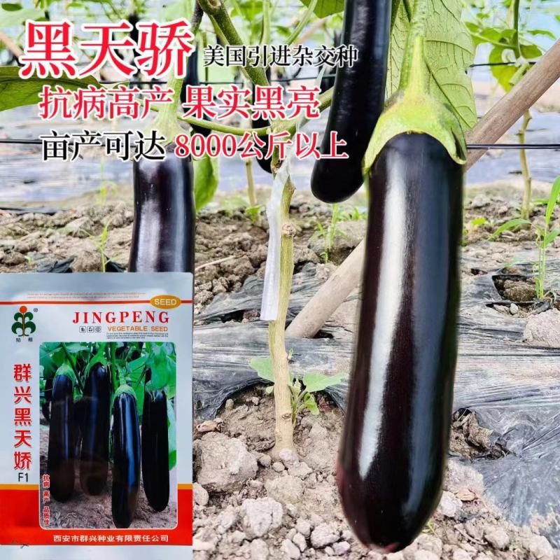 绿把茄子种子，