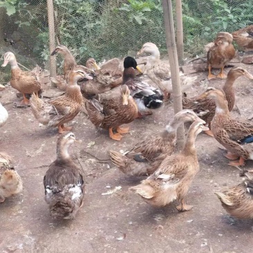 4000只出售淘太老鸭