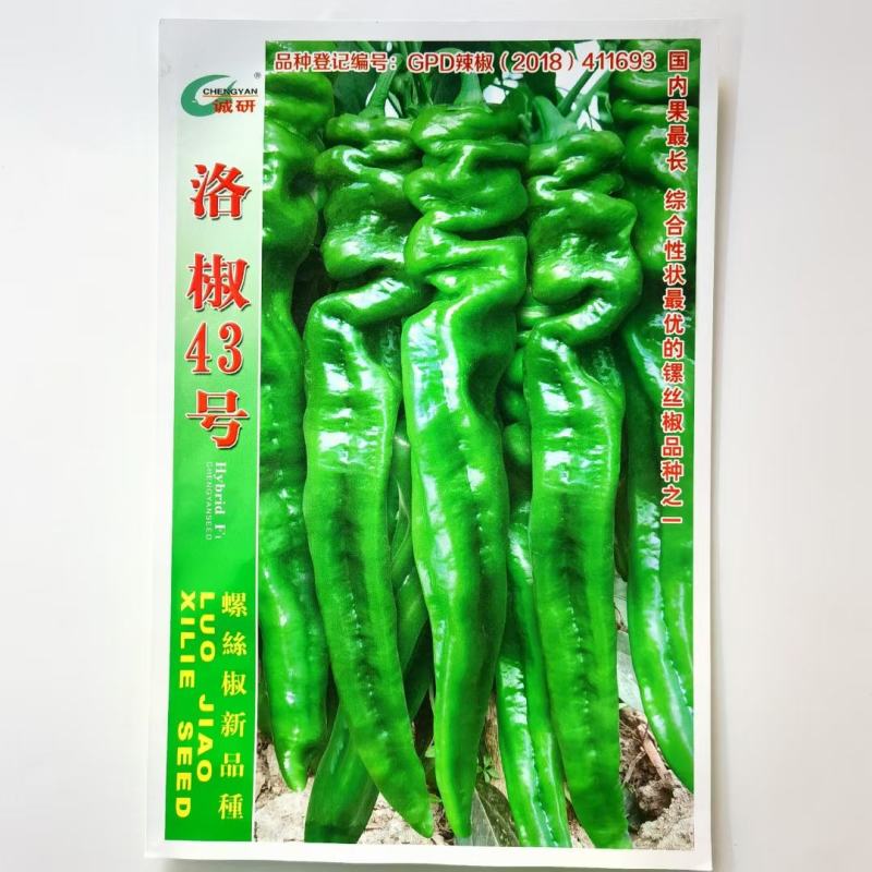 洛椒53号螺丝椒种子大果香辣品种早熟品种