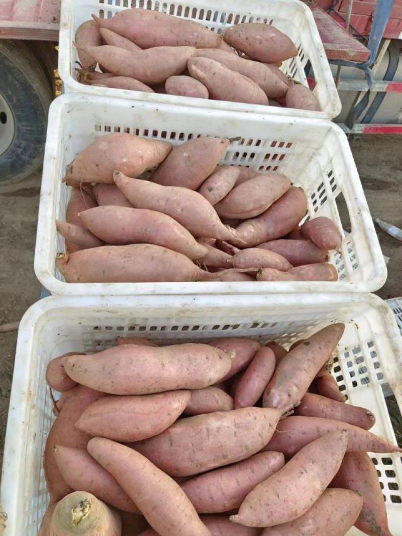 龙薯九上市大量有货欢迎有兴趣的老板来实地考察