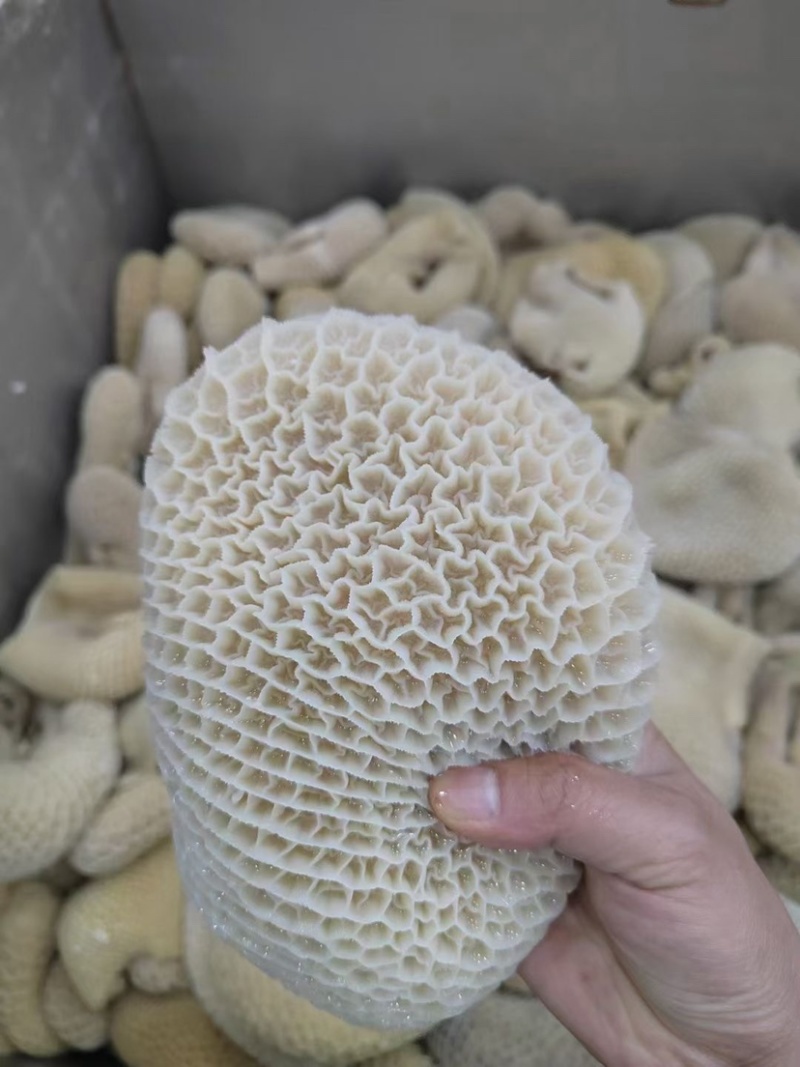 牛肚金钱肚8成熟金钱肚无碱发可卤可煮